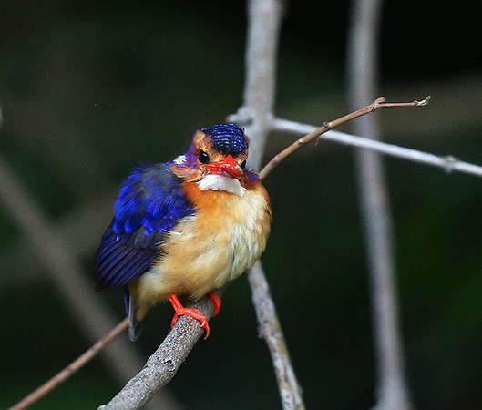 Pygmee kingfisher - Masaï Mara