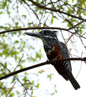 Giant kingfisher - Meru NP