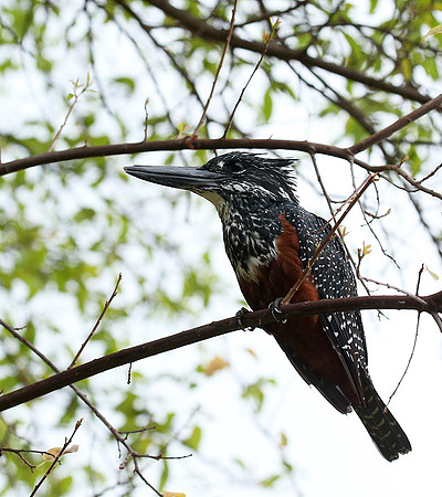 Giant kingfisher - Meru NP