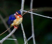Pygmee kingfisher - Masaï Mara