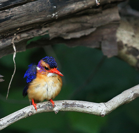 Pygmee kingfisher - Masaï Mara