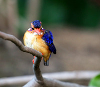 Pygmee kingfisher - Masaï Mara