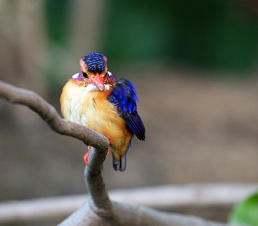 Pygmee kingfisher - Masaï Mara