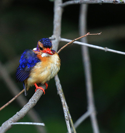 Pygmee kingfisher - Masaï Mara