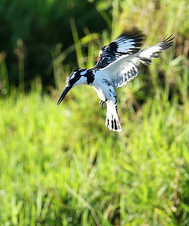 Pied kingfisher