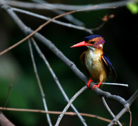 Pygmee kingfisher - Masaï Mara