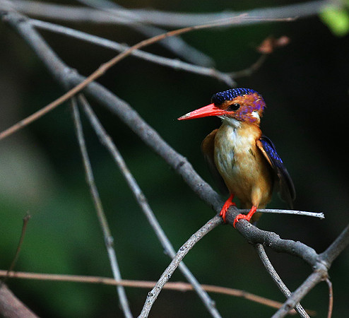 Pygmee kingfisher - Masaï Mara