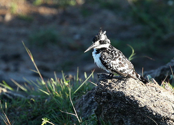 Pied kingfisher