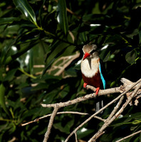 Grey-headed kingfisher - Masai Mara