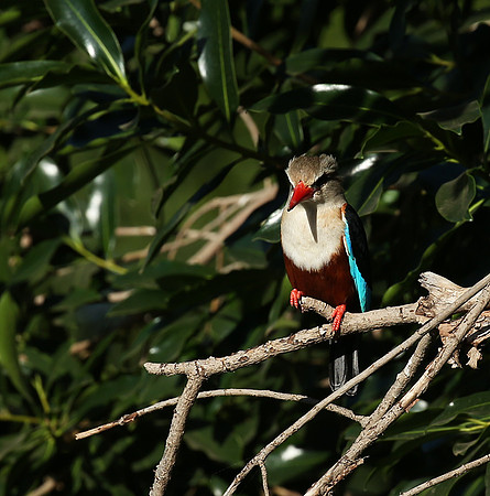 Grey-headed kingfisher - Masai Mara