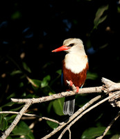 Grey-headed kingfisher - Masai Mara
