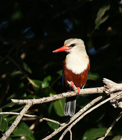 Grey-headed kingfisher - Masai Mara