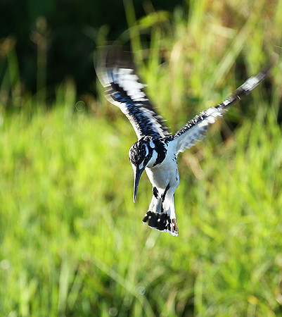 Pied kingfisher