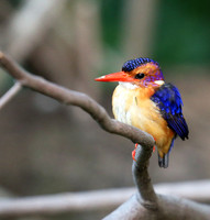 Pygmee kingfisher - Masaï Mara