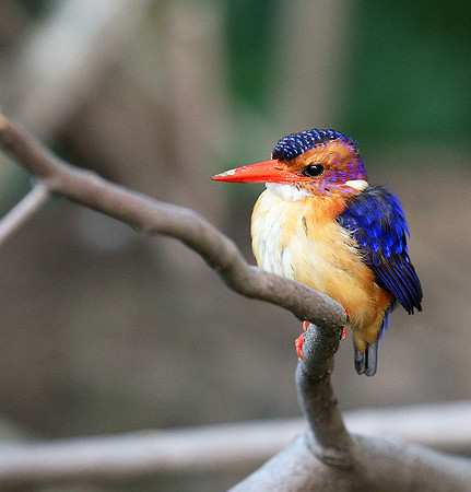 Pygmee kingfisher - Masaï Mara