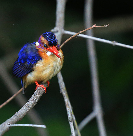 Pygmee kingfisher - Masaï Mara