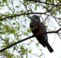 Giant kingfisher - Meru NP