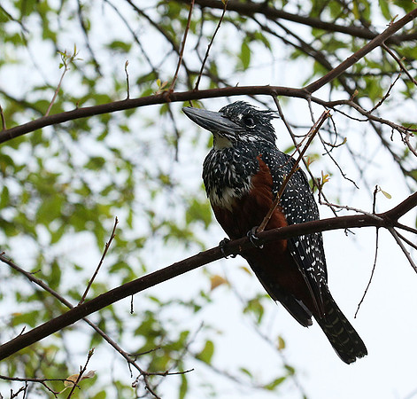 Giant kingfisher - Meru NP