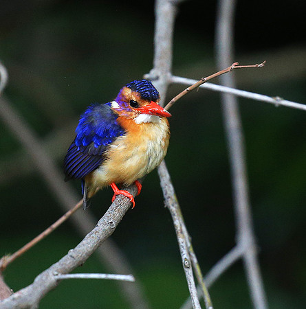 Pygmee kingfisher - Masaï Mara