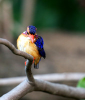 Pygmee kingfisher - Masaï Mara