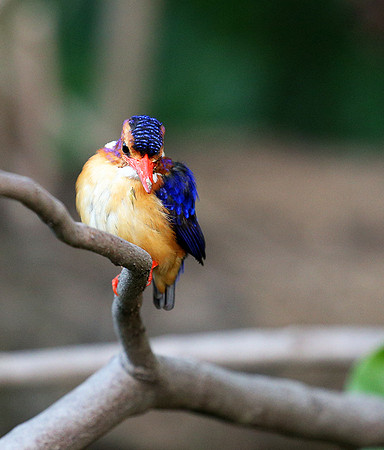 Pygmee kingfisher - Masaï Mara