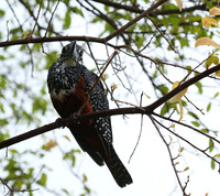Giant kingfisher - Meru NP