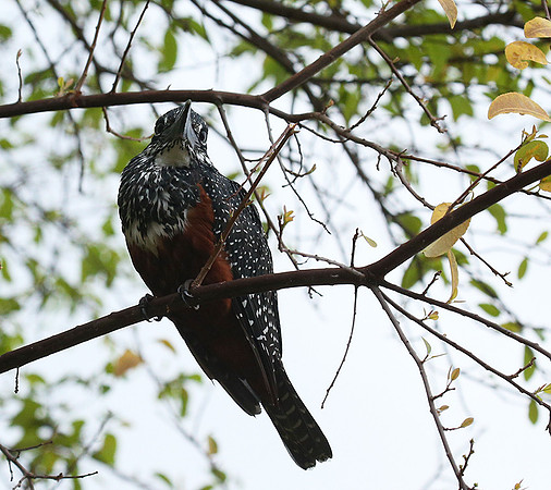 Giant kingfisher - Meru NP