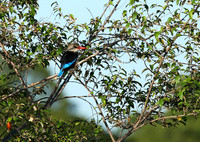 Kingfishers