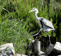 Grey heron - Camargue