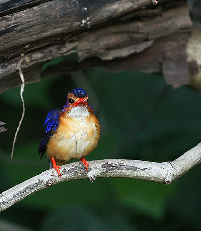 Pygmee kingfisher - Masaï Mara
