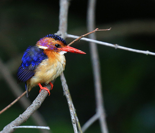 Pygmee kingfisher - Masaï Mara