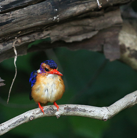 Pygmee kingfisher - Masaï Mara