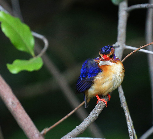 Pygmee kingfisher - Masaï Mara