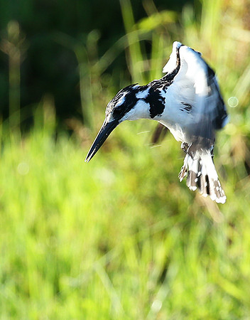 Pied kingfisher