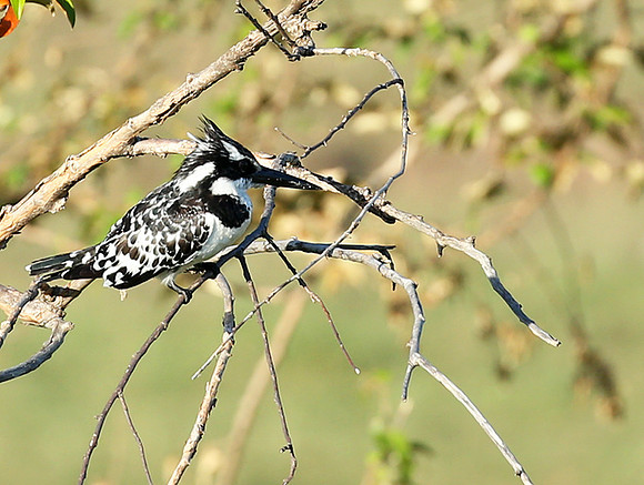 Pied kingfisher