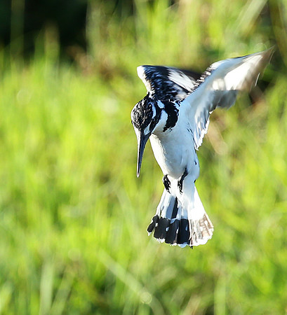 Pied kingfisher