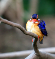 Pygmee kingfisher - Masaï Mara
