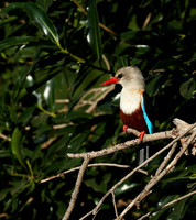 Grey-headed kingfisher - Masai Mara