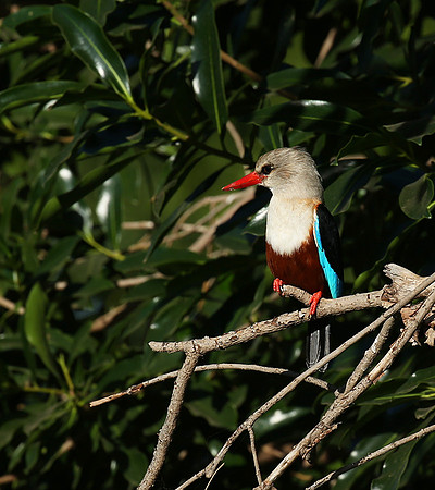 Grey-headed kingfisher - Masai Mara