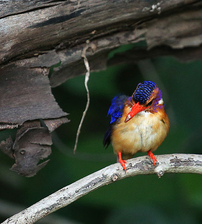 Pygmee kingfisher - Masaï Mara