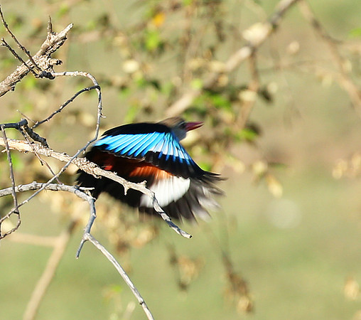 Grey-headed kingfisher