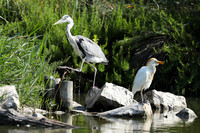 Grey heron - Camargue