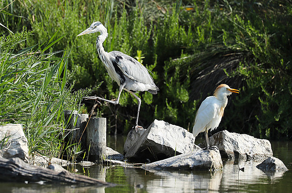 Grey heron - Camargue