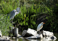 Grey heron - Camargue