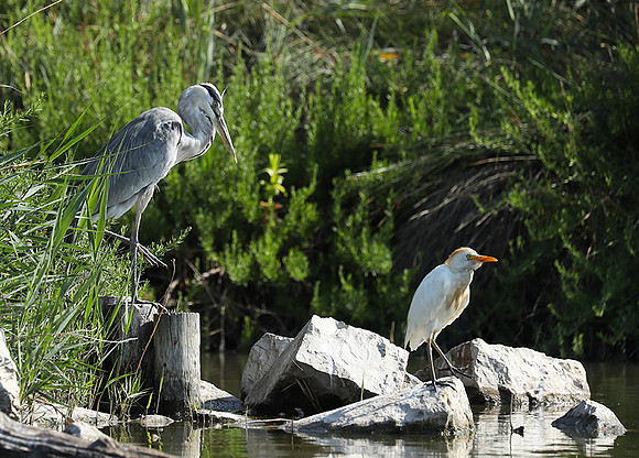 Grey heron - Camargue