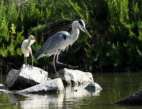 Grey heron - Camargue
