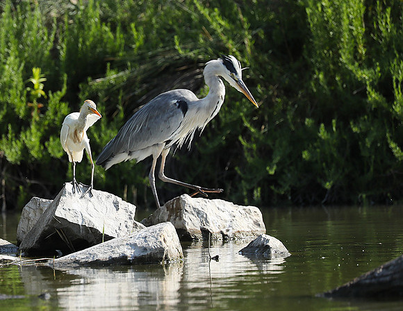 Grey heron - Camargue