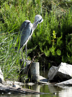 Grey heron - Camargue