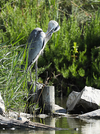 Grey heron - Camargue
