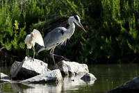 Grey heron - Camargue